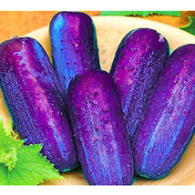 100Pcs/Pack Purple Cucumber Farm Vegetable  - £7.74 GBP