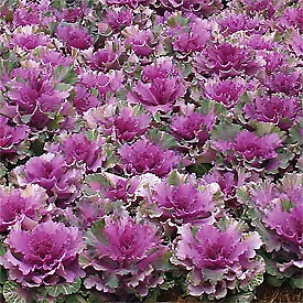 Flowering Cabbage Color Up Purple 250 seeds - £28.41 GBP