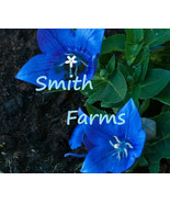 LD 25 Seeds Platycodon Deep Sea Blue Balloon Flowers Perennial Flower Fa... - $258.27 MXN