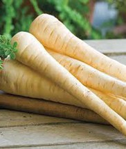 KKG Parsnip Harris Model 25 Seeds Parsnip Seeds Fresh Garden - $7.89