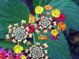 10 Seeds Lantana Camara Perennial Big Wild Sage Flower Seeds, Decorative Garden - $30.00