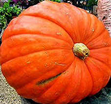 Big Max Pumpkin Seeds Organic Garden Fruit Squash Vine Plant 1-200+ Lbs ... - $11.90