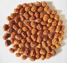 Wholesale Lot 100 Pcs 3 Three Mukhi Face Rudraksha Rudraksh Loose Beads - £23.51 GBP