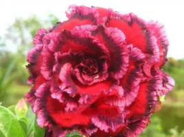 8 seeds / pack Rosy Adenium Obesum 7th Heaven Desert Rose Flowers Seeds - £19.91 GBP
