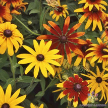 200 Gloriosa Mix Rudbeckia Seeds Planting Gardening USA SELLER - £9.98 GBP