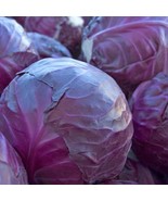 Berynita Store 400 Red Acre Cabbage Seeds Heirloom Fresh - $10.47