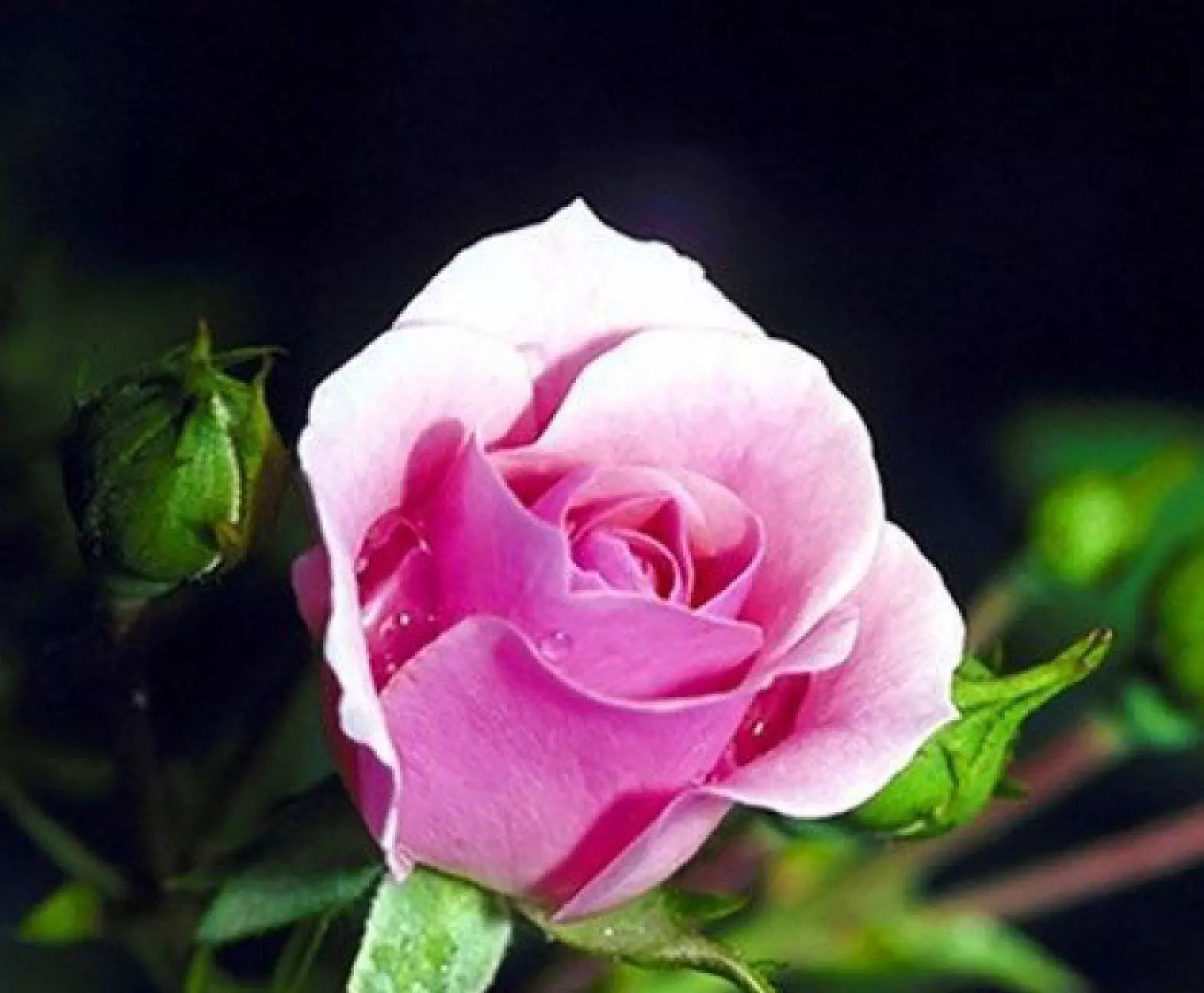 20 SEEDS for CLASSIC PINK BEAUTY Rose hybrid flower - £10.71 GBP
