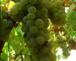 VALVIN MUSCAT Grape Vine - 1 Bare Root Live Plant - Buy 4 get 1 free! - $28.45+