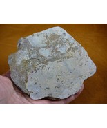 (DF365-8) 11 oz Fossil REAL DINOSAUR Leg Bone Slice slab piece Jurassic ... - $70.99