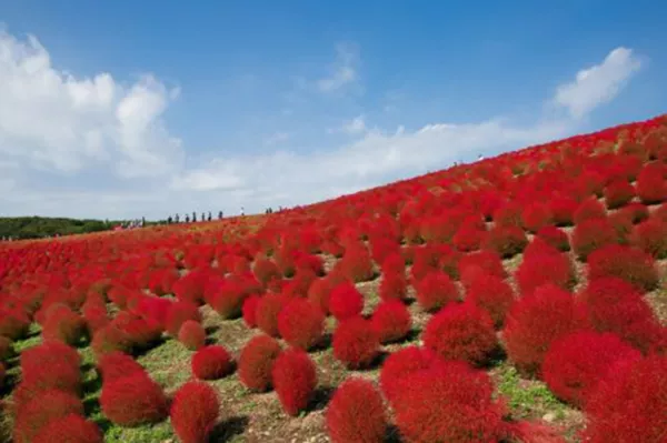 Burning Bush Seeds 50+ (Kochia Trichophylla) Red Bush Patio Containers Or Hedge  - £5.51 GBP