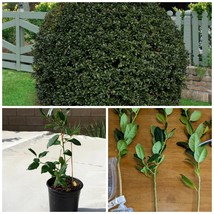6-12&quot; Tall 2.5&quot; Pot Nellie R. Stevens Holly Shrub/Hedge Tree Live Plant - £39.26 GBP