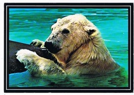 Canada Animal Postcard Canadian Polar Bear - £2.21 GBP