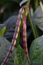 Top Pick Pinkeye Purple Hull Pea Seeds, NON-GMO, Cowpea, Southern Pea,Southern C - £32.34 GBP