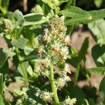 200 Sweet White Mignonette Flower Seeds Fragrant Us Grown Seed Fresh Seeds Fast  - $13.49