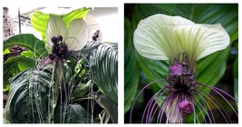 Tacca integrifolia - White Bat Live Flowering Plant - £43.15 GBP