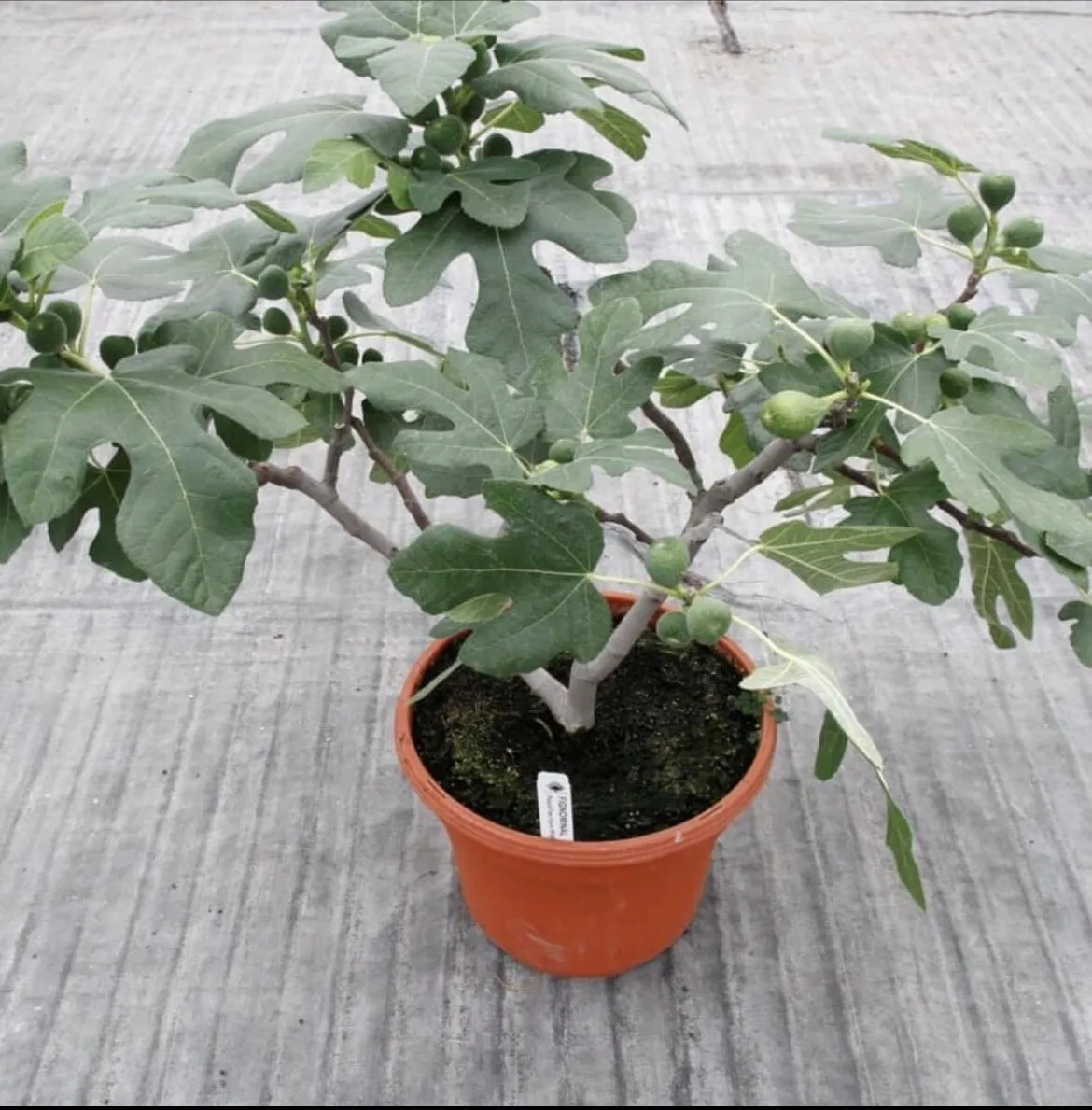 1 Fig Tree “Fignomenal” New Dwarf Variety - £24.84 GBP