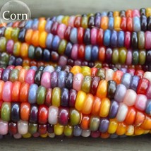  Heirloom Colorful Hybrid Corn 20 and nutritious fresh edible NOT-gmo co... - $6.00