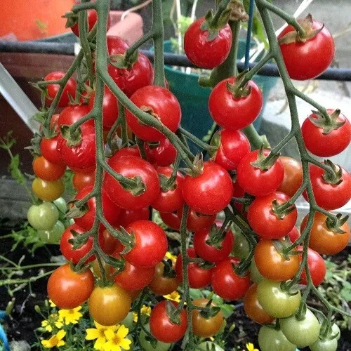 50 Seeds Sweet Aperitif Tomato Vegetable Garden  - £7.76 GBP