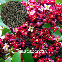 100  pcs/Lot Indian Sandalwood Tree Seeds FROM GARDEN - £4.38 GBP