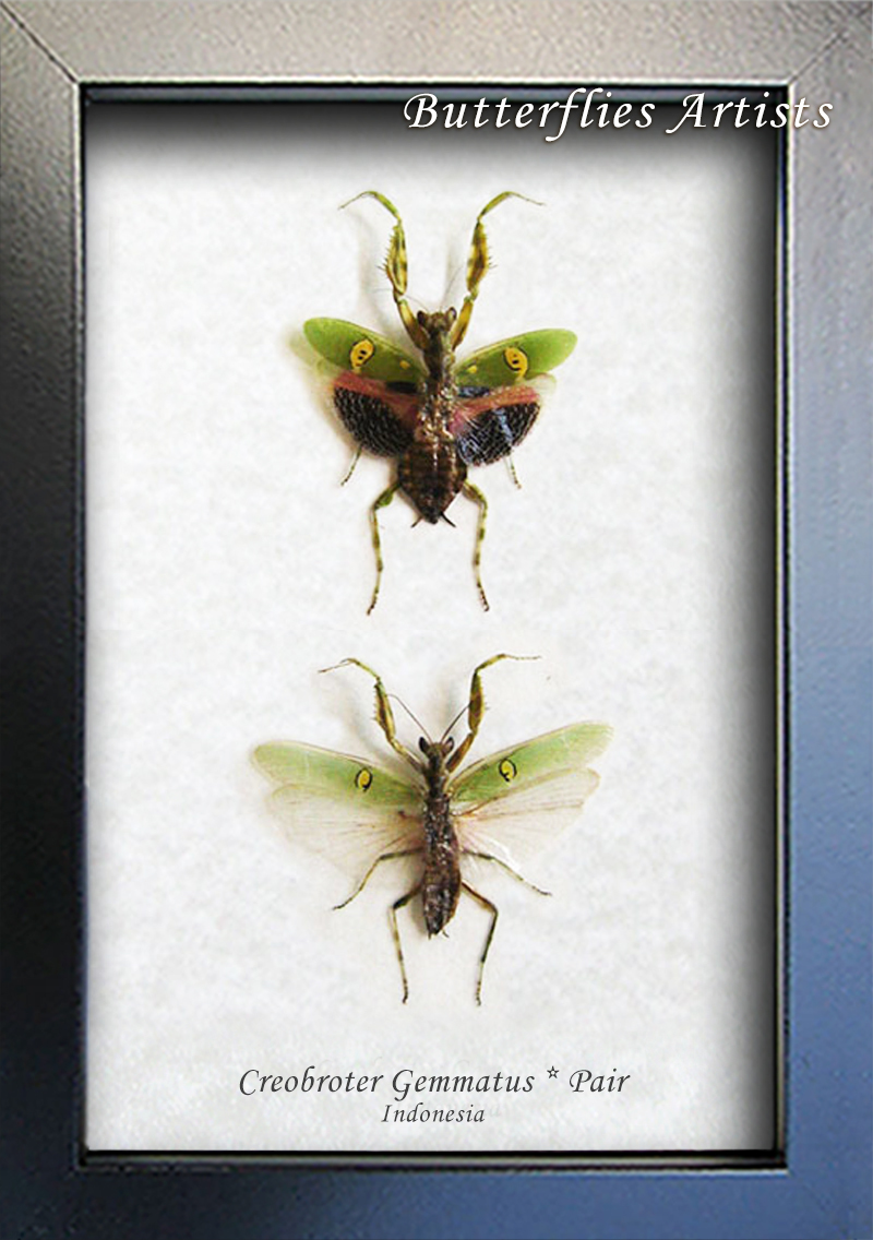 Creobroter Gemmatus Pair Jeweled Flower Mantis Framed Entomology Shadowbox - $74.99
