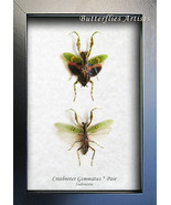 Creobroter Gemmatus Pair Jeweled Flower Mantis Framed Entomology Shadowbox - $102.56 CAD