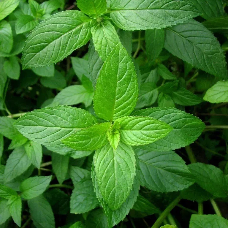 SKMO Mixed Mint Peppermint Vegetable Heirloom 500 Seeds Indoor Gardening - $9.10