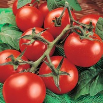 1/4 Oz Tomato Seed Moneymaker Tomato Seed Huge Crops 2500Ct Fresh Garden USA Shi - $22.73