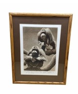 Stephen McMillan Orangutans (Dave &amp; Steve) 1977 Etching Signed Framed 26... - £56.05 GBP