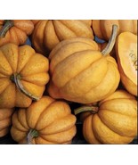 10 fresh Seeds Thelma Sanders Acorn Winter Squash Heirloom Rare - £3.14 GBP