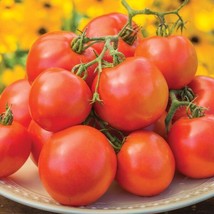 Best 50 Seeds Oh Happy Day Tomato Hybrid Vegetable Garden Planting Tomatoe USA - £3.83 GBP