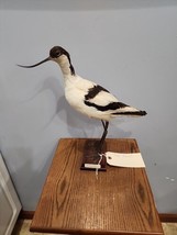 J183 VTG Pied Avocet (Recurvirostra Avosetta) Bird Mount Taxidermy - £286.17 GBP