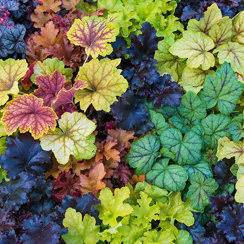 Primary image for OKB 100 Coral Bells ‘Newest Hybrids’ Seeds - Ultra Colorful Foliage Mix