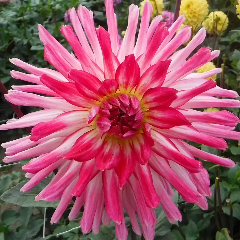 1 Bulb Dahlia Mingus Julie Cactus Flower For Garden - $28.00