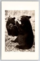 RPPC Two Alaska Black Bears Real Photo Postcard T26 - $8.95