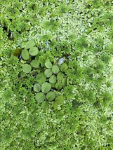 1 Cup Azolla/Duckweed/Salvinia Mixture For KOI pond - £7.76 GBP