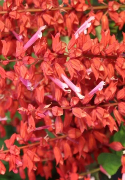 Fresh 50 Red Lipstick Salvia Seeds Flowerd Perennial Flowers - £7.33 GBP