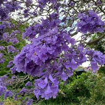 150 Pcs Jacaranda Purple Tree Seeds #MNTS - $19.60