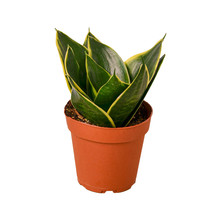 4&quot; Pot Snake Plant Emerald Star - Houseplant - Living room - Garden - FREE SHIP - £32.86 GBP