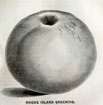 Rhode Island Greening Apple 1863 Victorian Agriculture Steel Plate Art DWZ4A - $49.99