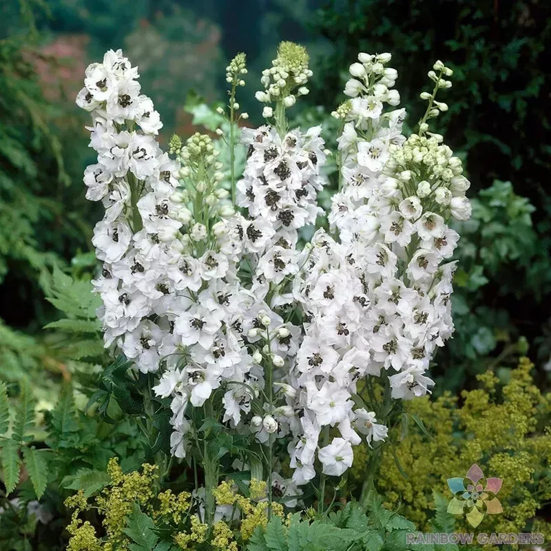 200 Percival Delphinium Seeds New Fast Shipping - $10.96