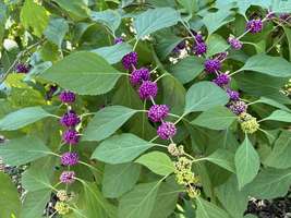 2 Live French Mulberry Bushes (12&quot;–18&quot;) Purple Beautyberry, Callicarpa a... - $56.00