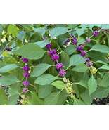 2 Live French Mulberry Bushes (12&quot;–18&quot;) Purple Beautyberry, Callicarpa a... - $56.00