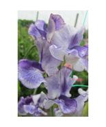 50+ Frances Kate Sweet Pea Seeds | Fragrant Purple Garden Flowers - $16.50