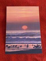 Oregon Postcard Group of Seagulls at Sunset on the Oregon Coast NEW Unpo... - $3.99