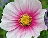 300 Seeds Cosmos Daydream Seeds Wildflower Heat Drought Poor Soils Polli... - $8.99