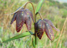 5 Pc Seeds Checker Lily Flower Plant, Fritillaria affinis seeds for Planting |RK - £15.10 GBP