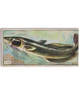 Cowan Co Toronto Card Ling Canadian Fish - £7.49 GBP