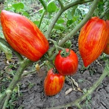 Tomato Bella 5 Seed Pack - Non-GMO, Juicy &amp; Flavorful, Grow Your Own Fresh Tomat - £5.59 GBP