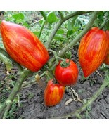 Tomato Bella 5 Seed Pack - Non-GMO, Juicy &amp; Flavorful, Grow Your Own Fre... - £5.58 GBP