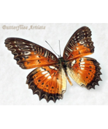 Cethosia Biblis Red Lacewing Real Butterfly Framed Entomology Shadowbox ... - $74.63 CAD